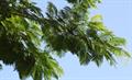 Parkia javanica